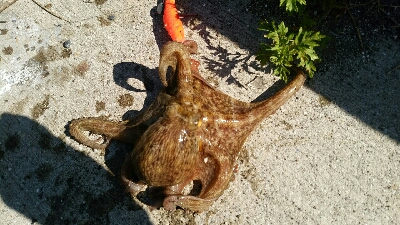 今年は渋い…。