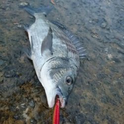 今日の釣果