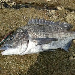 今日の釣果