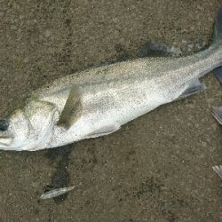 トップシーバスコラボ