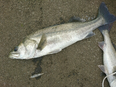 トップシーバスコラボ