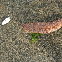 ヒラセイゴ、トラフナマコ、マダコ三種達成！