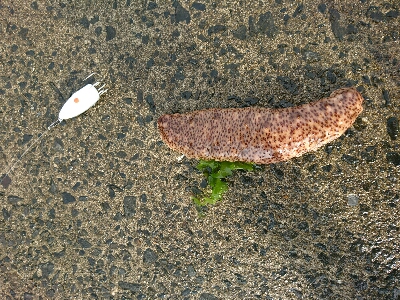 ヒラセイゴ、トラフナマコ、マダコ三種達成！