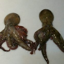 朝マズメオクトパッシング