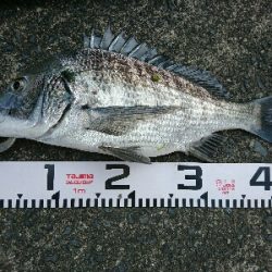 年なし50アップを真昼のチニングで釣ったw