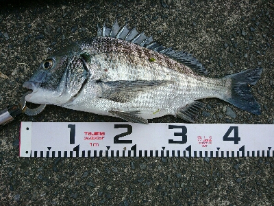 年なし50アップを真昼のチニングで釣ったw