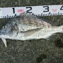 真昼のチニング！新メソッド！