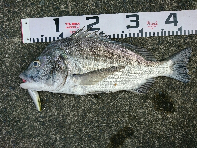 真昼のチニング！新メソッド！