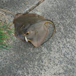 エイ釣りました。