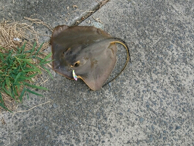 エイ釣りました。