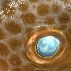 オカッパリから45センチオーバーのオオモンハタゲット❗❗