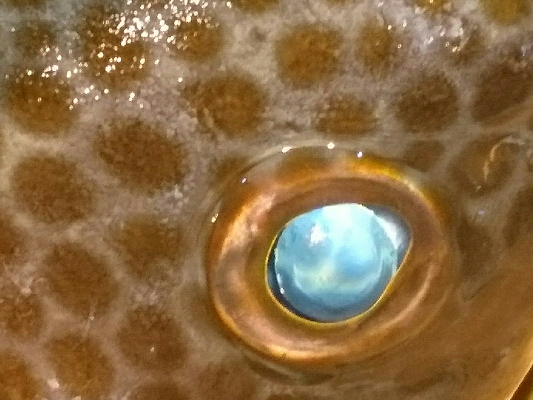 オカッパリから45センチオーバーのオオモンハタゲット❗❗