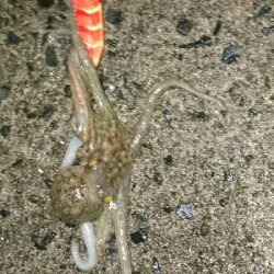 夕マズメ仕事帰りにタコ釣果w