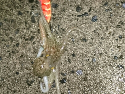 夕マズメ仕事帰りにタコ釣果w