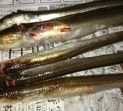 海藻に阻まれながらアナゴ