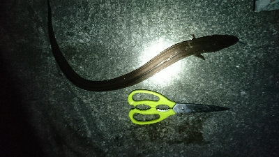 夜明けまでアナゴ釣り