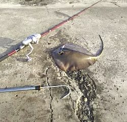 ジグでアカエイ16,17