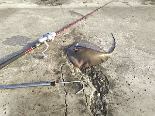 ジグでアカエイ16,17