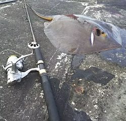 ジグでアカエイ19,20,21,22,23,24,25