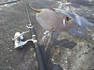 ジグでアカエイ19,20,21,22,23…