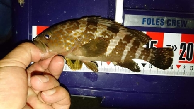 数釣りフィーバー