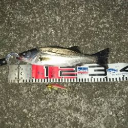 シーバスよりもデカイの釣れた‼️