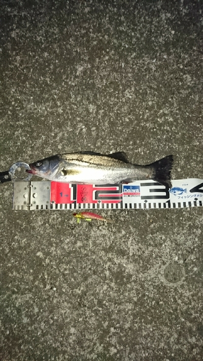 シーバスよりもデカイの釣れた‼…