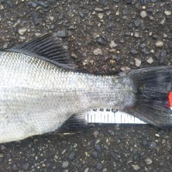 地磯でヒラスズキ