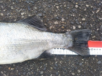 地磯でヒラスズキ