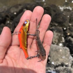 大潮ド干潮のデイゲーム