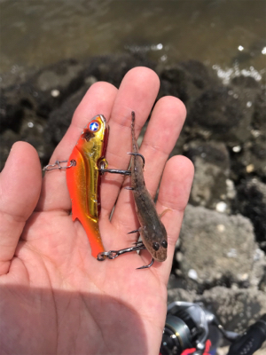 大潮ド干潮のデイゲーム