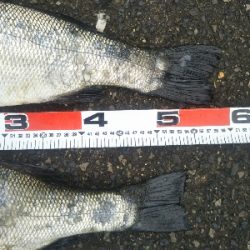 地磯でヒラスズキ