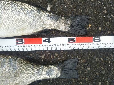 地磯でヒラスズキ