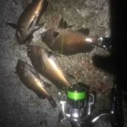 春シーズン最後のメバリング