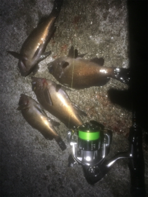 春シーズン最後のメバリング