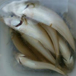 キス釣りどうでしょう