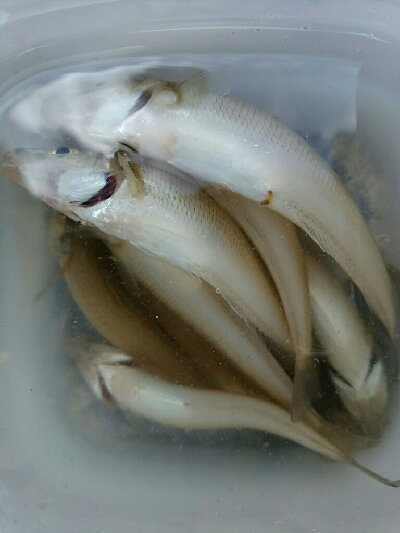 キス釣りどうでしょう