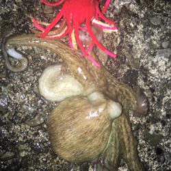 オクトパッシング