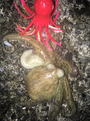 オクトパッシング