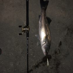 ナイトシーバス