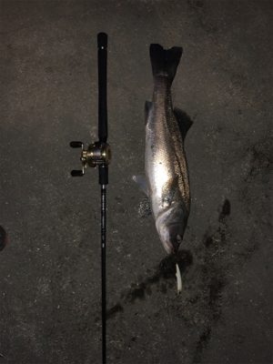 ナイトシーバス