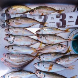 鯵楽しいです♪( ´θ｀)