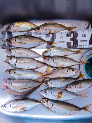 鯵楽しいです♪( ´θ｀)