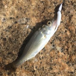 シーバスナイトゲーム☆GUNNING-STYLE