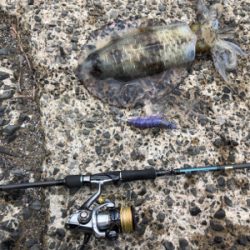 梅雨の晴れ間エギング