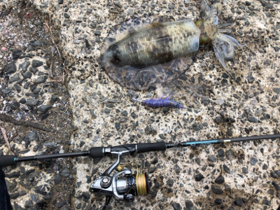 梅雨の晴れ間エギング