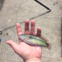 今週も水潮、さらに向い風