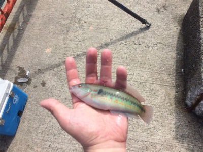 今週も水潮、さらに向い風