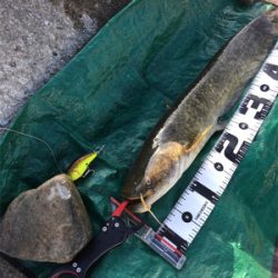 夕まづめナマズゲーム