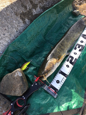 夕まづめナマズゲーム